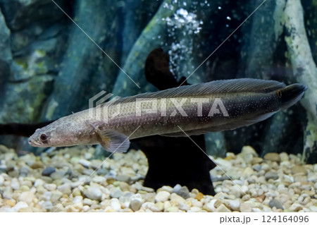 Close up the snakehead fish in fish tank Close up the snakehead fish in fish tank 124164096
