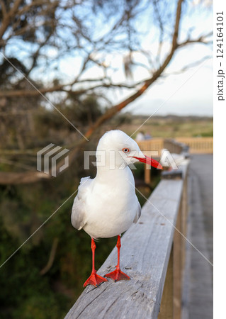 The BIG seagull on wood walkway in nature garden 124164101