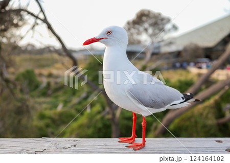 The BIG seagull on wood walkway in nature garden 124164102