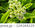 モンパノキ 124164220