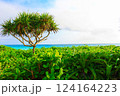 海と熱帯植物の南国のひととき 124164223
