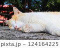 昼寝する猫 124164225