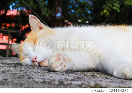 昼寝する猫 昼寝する猫 124164225