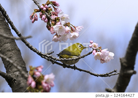 桜とメジロ 桜とメジロ 124164427