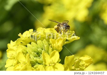 菜の花と蜜蜂 菜の花と蜜蜂 124164437