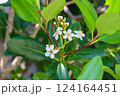 白いシャリンバイの花 124164451