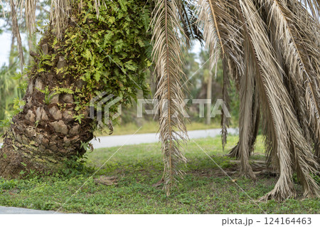 Dry dead palm tree on Florida home backyard Dry dead palm tree on Florida home backyard 124164463