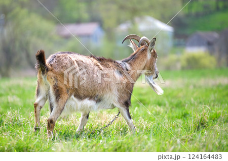 Domestic milk goat with long beard and horns grazing on green farm pasture on summer day. Feeding of cattle on farmland grassland 124164483
