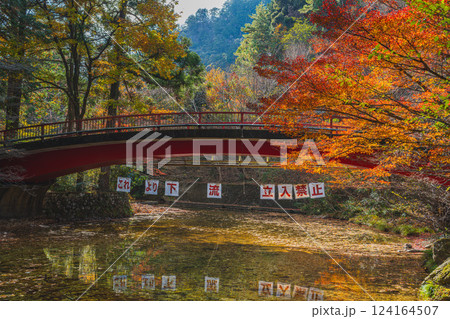 新城市にある愛知県民の森の紅葉の風景(愛知県) 124164507