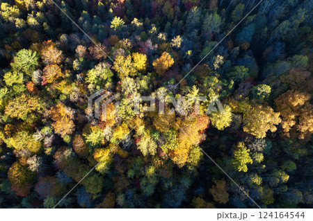 Colorful forest with yellow canopies in autumn. Landscape of wild woods nature in fall season 124164544