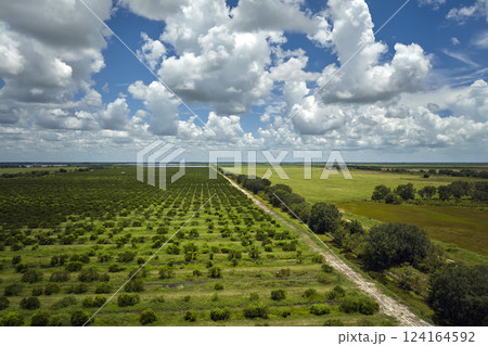 Citrus grove farmlands with rows of orange trees growing in rural Florida on a sunny day 124164592