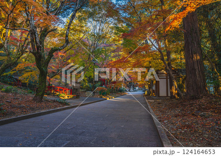 袋井市にある朝の紅葉に包まれた油山寺の参道の風景(静岡県) 袋井市にある朝の紅葉に包まれた油山寺の参道の風景(静岡県) 124164653