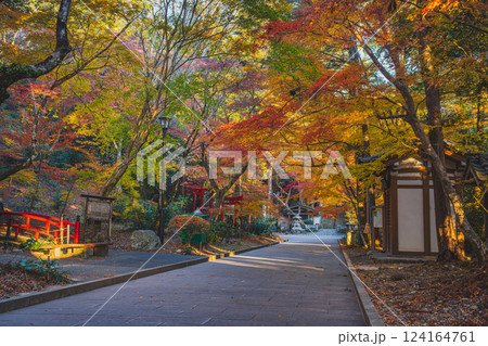 袋井市にある朝の紅葉に包まれた油山寺の参道の風景(静岡県) 124164761