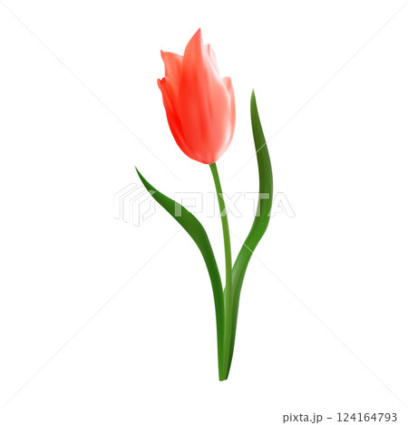 Beautiful realistic red tulip vector illustration. Isolated on white. For spring-themed backgrounds, wallpapers, textile designs. Floral design element. 124164793