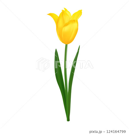 Realistic isolated yellow tulip flower. Spring floral vector illustration for bouquet or decoration. Realistic isolated yellow tulip flower. Spring floral vector illustration for bouquet or decoration. 124164799