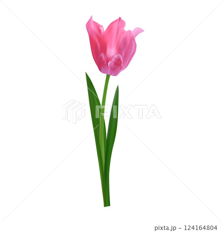 Elegant realistic pink tulip. Vector spring tulip flower for Mother's Day designs, 8 march posters, wedding cards, digital art. Elegant realistic pink tulip. Vector spring tulip flower for Mother's Day designs, 8 march posters, wedding cards, digital art. 124164804