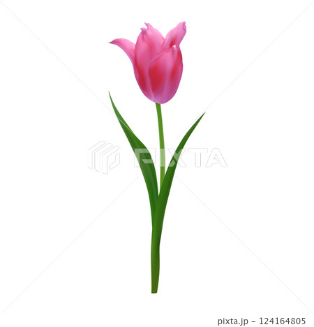 Detailed realistic pink tulip flower isolated on a white background. Vector illustration for botanical illustrations, packaging design, stationery. 124164805