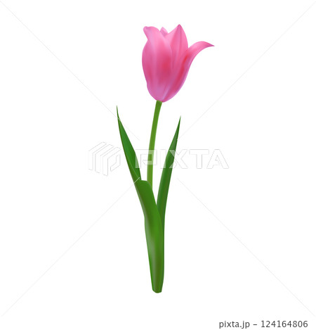 Realistic pink tulip blossom. Vector springtime floral element for creating spring promotions, Mother's Day designs, 8 march greeting cards, floral arrangements 124164806