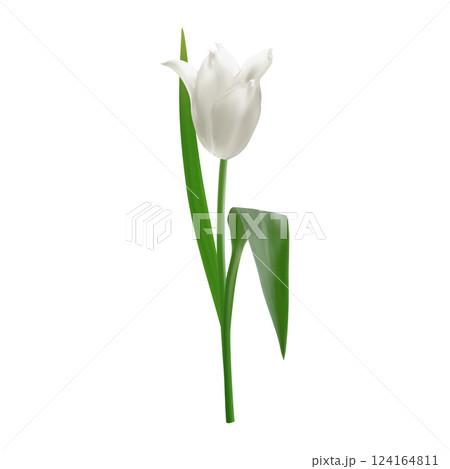 Delicate realistic white tulip in bloom. Vector illustration of tulip flower for Mother's Day designs, wedding invitations, and floral patterns. Isolated element. 124164811