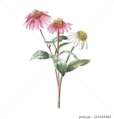 Bouquet of three pink and white echinacea. Isolated watercolor illustration of a garden flower in a realistic style for holiday decoration, textile printing, gardening blog design. 124164863