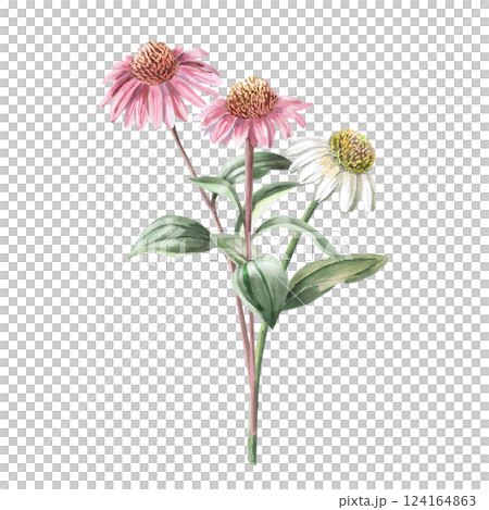 Bouquet of three pink and white echinacea. Isolated watercolor illustration of a garden flower in a realistic style for holiday decoration, textile printing, gardening blog design. 124164863