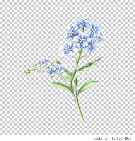 Branch with flowers and unblown buds of forget-me-not. Isolated watercolor illustration of a flower for holiday decoration, textile printing, gardening blog design. 124164865