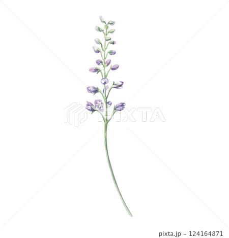 Unblown branch with delphinium buds. Isolated watercolor illustration of a garden flower in a realistic style for holiday decoration, printing on textiles, clothes, postcards, gardening blogs. Unblown branch with delphinium buds. Isolated watercolor illustration of a garden flower in a realistic style for holiday decoration, printing on textiles, clothes, postcards, gardening blogs. 124164871