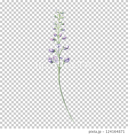 Unblown branch with delphinium buds. Isolated watercolor illustration of a garden flower in a realistic style for holiday decoration, printing on textiles, clothes, postcards, gardening blogs. 124164871
