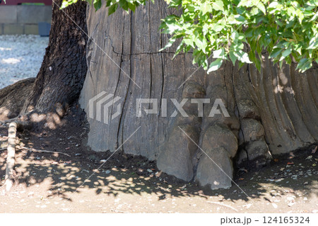 The ancient camphor tree at Toshogu Shrine in Tokyo features a deeply grooved trunk 124165324