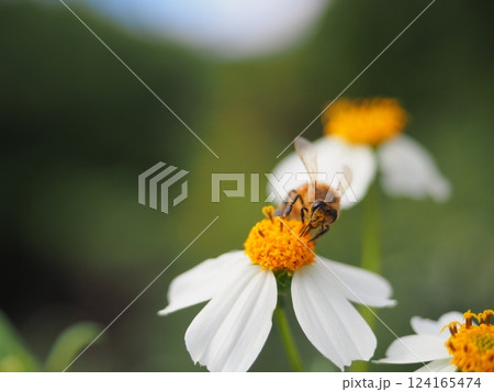 新城海岸の入り口にいたセイヨウミツバチ（沖縄・宮古島） 124165474