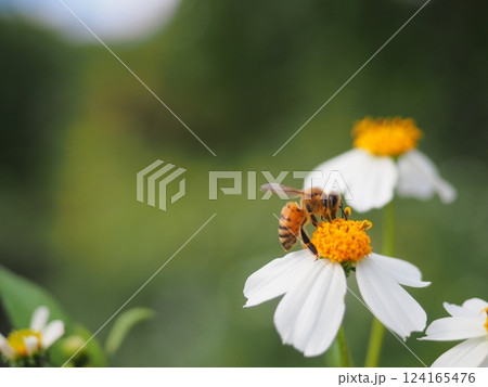新城海岸の入り口にいたセイヨウミツバチ（沖縄・宮古島）2 124165476