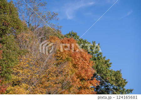 Autumn nature in North Carolina mountain woods Autumn nature in North Carolina mountain woods 124165681