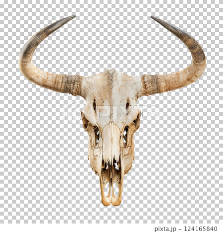Bull skull with long horns isolated on a white background. cut-out, clipping path, transparent 124165840