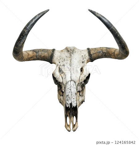 Bull skull with long horns isolated on a white background. cut-out, clipping path, transparent 124165842