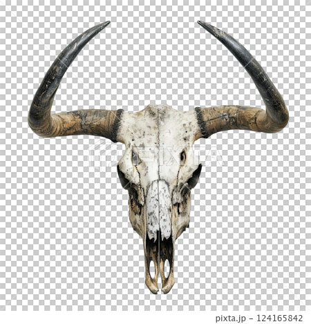 Bull skull with long horns isolated on a white background. cut-out, clipping path, transparent 124165842