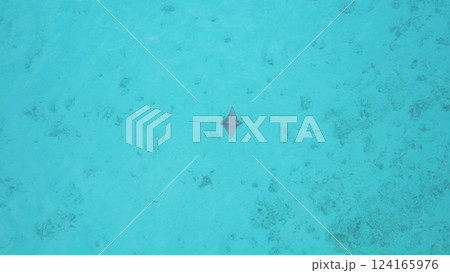 Cownose ray swimming in shallow turquoise water 124165976
