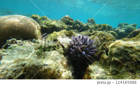 Purple coral growing on a tropical reef in crystal-clear water 124165988