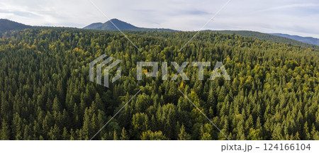 Aerial view of green pine forest with dark spruce trees covering mountain hills. Nothern woodland scenery from above Aerial view of green pine forest with dark spruce trees covering mountain hills. Nothern woodland scenery from above 124166104