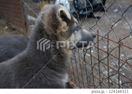 Sad puppy looking at freedom and waiting Sad puppy looking at freedom and waiting 124166321