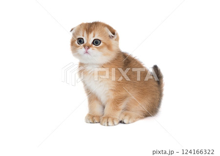 Scottish fold-eared kitten of red color 124166322
