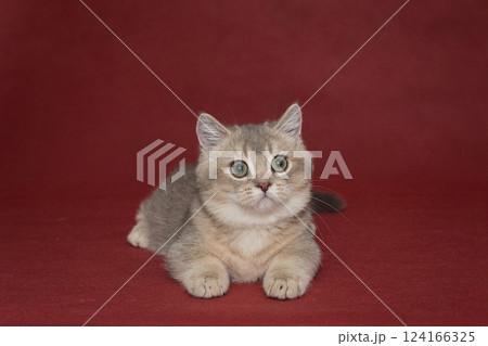 Young Scottish short-legged cat with green eyes Young Scottish short-legged cat with green eyes 124166325