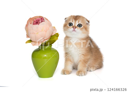 Scottish fold-eared kitten and vase with a flower 124166326