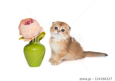 Scottish fold-eared kitten and vase with a flower Scottish fold-eared kitten and vase with a flower 124166327