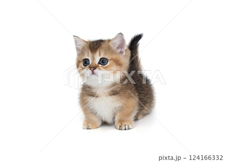 Scottish short-legged kitten 124166332