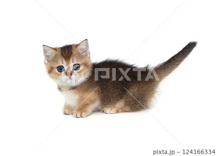 Scottish short-legged kitten stands sideways Scottish short-legged kitten stands sideways 124166334