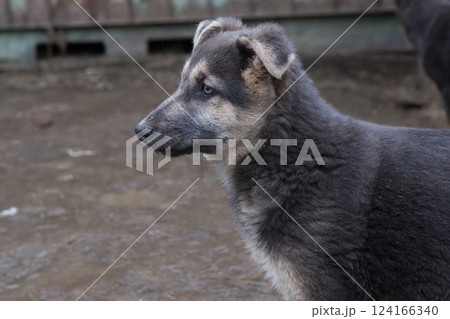 Stray puppy, profile view 124166340