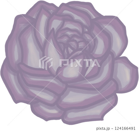 Beautiful blossom purple rose Beautiful blossom purple rose 124166491