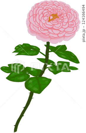Beautiful blossom of sweet St.Ethelburga Rose With green leaves Beautiful blossom of sweet St.Ethelburga Rose With green leaves 124166494