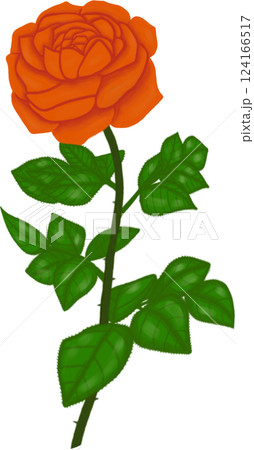 Beautiful blossom of orange rose with green leaves 124166517
