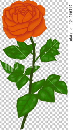 Beautiful blossom of orange rose with green leaves Beautiful blossom of orange rose with green leaves 124166517